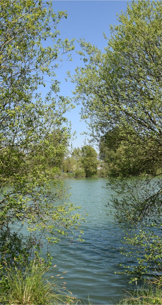 vue sur l'étang des marais, environnement calme, joli et verdoyant